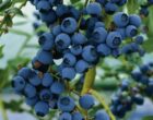 Голубика высокорослая Блюкроп