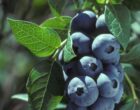 Голубика высокорослая Элизабет