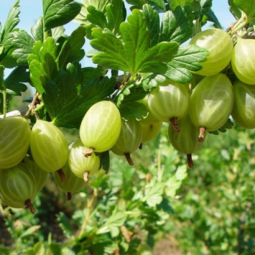 Крыжовник Снежана