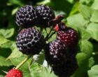 Малина черноплодная Кумберленд
