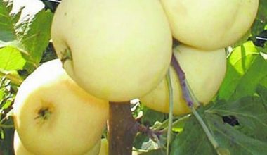 Яблоня карликовая Юнга