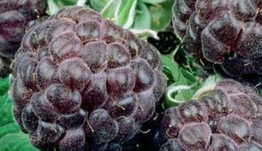 Малина черноплодная Глен Кое