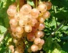 Смородина белая Кремовая