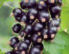 Смородина черная Изюмная