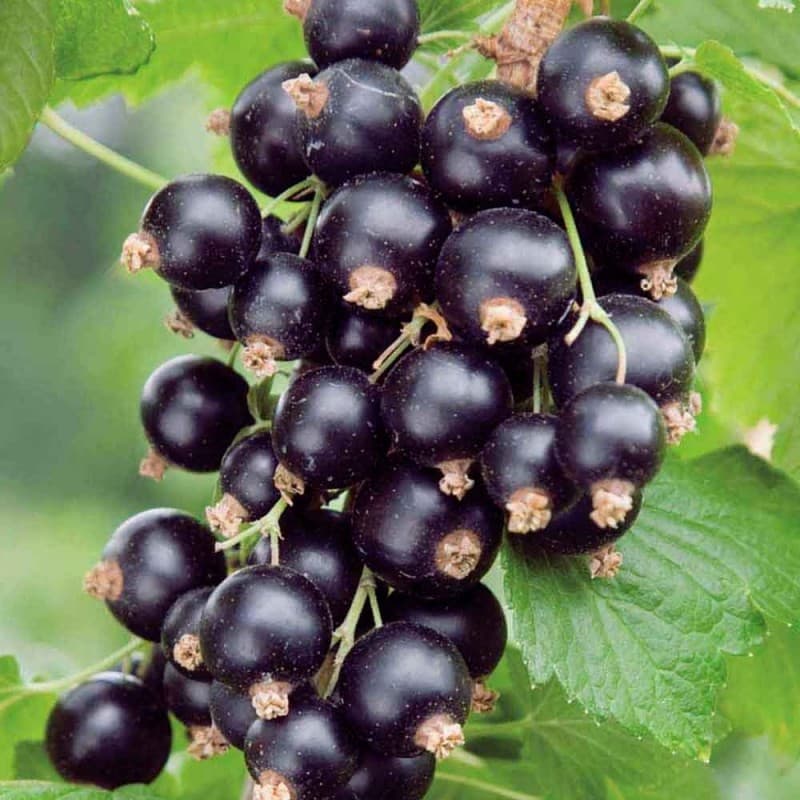 Смородина черная Изюмная