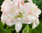 Амариллис махровый Афродита
