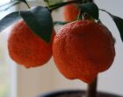 Цитрус Лиметта Россо