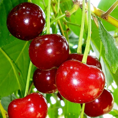 Вишня Ливенская