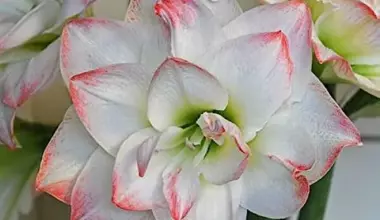 Амариллис махровый Амадеус Кенди